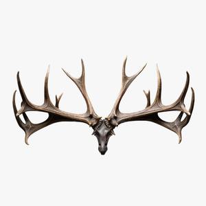 Cuernos duros de ciervo rojo Cuernos de Caballo entero para mascota de vaca de perro - Product Image 1