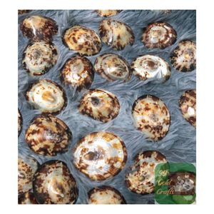 Conchas de Limpet de Vietnam pulidas para lactancia, decoración artesanal y hermosa colección de regalos de arte Natural de exportación - Product Image 5