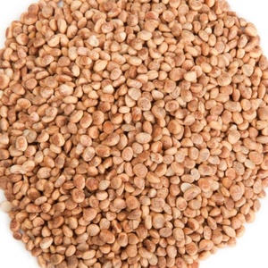 Fabricant d'usine en gros d'huile de transporteur de Chironji 100% huile de transporteur de Chironji d'aromathérapie thérapeutique naturelle pure de l'Inde - Product Image 1