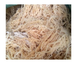 Nutriente denso seco Cottonii Seamoss Superfood Premium Natural puro Wildcrafted a granel al por mayor sin OGM sin gluten Vietnam Expo - Product Image 3