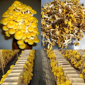 สารสกัดเห็ดหูหนูทองคุณภาพสูง แอล-เออร์โกไธโอนีน 1% ผงเห็ดหูหนูทองแห้งธรรมชาติ - Product Image 3