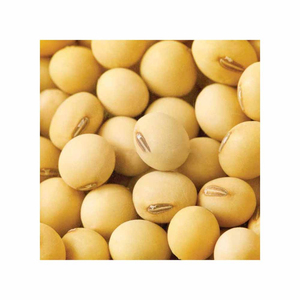 Granos de soja amarillos secos orgánicos sin OGM al por mayor - Product Image 2