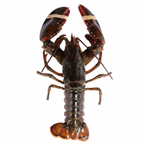 Homards surgelés de haute qualité disponibles à la vente à bas prix - Product Image 3