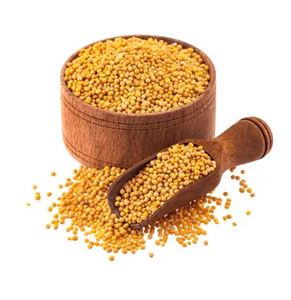 Mua hạt mù tạt trắng tươi với số lượng lớn để bán với giá tuyệt vời với chất lượng đảm bảo và dịch vụ giao hàng nhanh chóng - Product Image 2