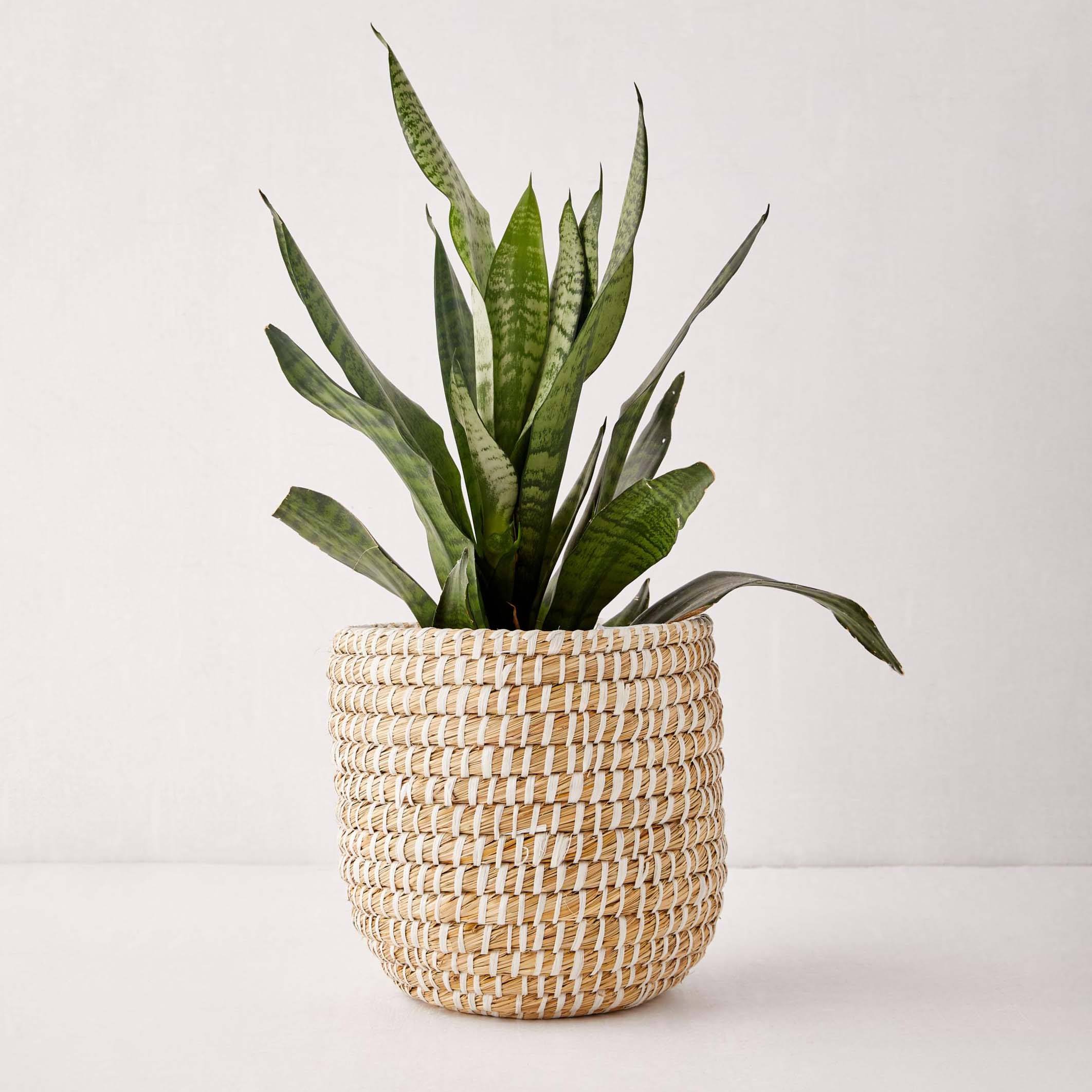 ธรรมชาติ