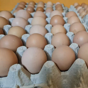 Huevos marrones frescos de granja ofrecidos al por mayor con envío confiable a todo el mundo - Product Image 1