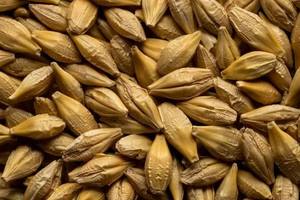Grano de Cebada Sin Cáscara Seco, Variedad Común Natural para Alimentación Animal y Procesamiento de Alimentos en Venta - Product Image 6