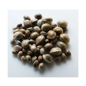 Semillas de Cáñamo de Doble Lengua con Alto Contenido de Proteína para Alimentos y Aceite, Exportación a Granel desde India, 12 Meses de Vida Útil - Product Image 1