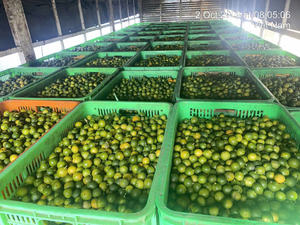 Zumo de Kumquat Congelado Hecho de Kumquats Orgánicos Frescos Tecnología IQF Retiene los Nutrientes del Sabor Natural Ideal para Uso Comercial - Product Image 4