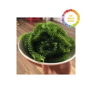 Vietnamese Supplier Of <b>Fresh</b> Green Sea <b>Grapes</b> Supplying Premium Quality Products At Competitive Factory Price - Product Image 2