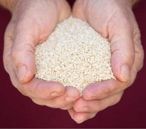 Graines de sésame blanc de qualité supérieure, biologiques, naturelles, fraîches, récolte 2026, pour l'industrie alimentaire, saines et abordables - Product Image 5