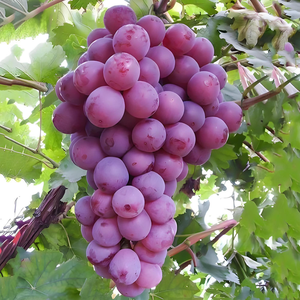 Uvas Sin GMO - Resistentes - Verde+Rosa+Azul+Amarillo - Esquejes Frescos 2026 - Product Image 6