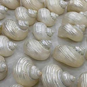 เปลือกหอยเทอร์โบธรรมชาติแบบแฮนด์เมดคุณภาพสูงเปลือกหอยแบบเวียดนาม - Product Image 1