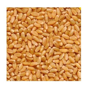 Semillas de Trigo Secas de Alta Calidad 100% Orgánicas para Exportación, Logotipo Personalizado, Puro y Nutritivo - Product Image 5