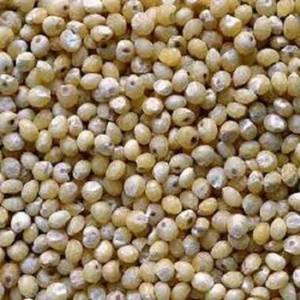 ข้าวฟ่างเกรดพรีเมียม 100% แบบไม่ขัดสี นาชานี เมล็ดเต็มเมล็ด ขายส่งจำนวนมาก ปรับแต่งขนาดได้ อายุการเก็บรักษา 12 เดือน - Product Image 1