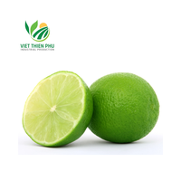 VTP VIETNAM ZAADLOZE VERSE GROENE CITROEN 5cm 100% NATUURLIJK VOORDELIGE PRIJS