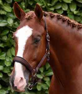 Collier de tête de cheval professionnel de style anglais, de haute qualité, pour l'entraînement en écurie et l'utilisation en extérieur, collier de tête de cheval E - Product Image 1
