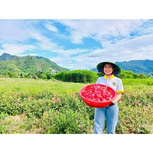 20 Gramos de Té de Flor de Ginseng Bo Chinh, Categoría Sn Phm, Flores Secas de Gloriosa de la Mañana - Product Image 4