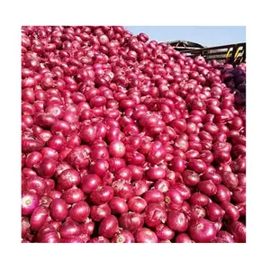 Bombay Red Bester Preis für Qualität Frisch für frisches Gemüse Red Bombay Onion Bombay Red Exporteure aus Indien