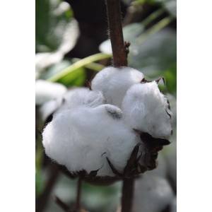 ใยมะพร้าวออร์แกนิคดิบจากบราซิล เกรด A เป็นมิตรกับสิ่งแวดล้อม วัสดุยัดไส้คุณภาพสูง พร้อมสำหรับตลาดนานาชาติ - Product Image 4