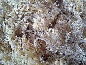 สาหร่ายคอตตอนนีจากพืชเพื่อการรับประทานอาหารที่สะอาดและสกัดจากคาราจีแนน - Product Image 5