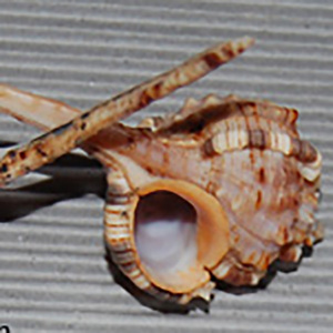 เปลือกหอยเล็กอินโดนีเซียเครื่องประดับเปลือกหอยธรรมชาติเครื่องประดับเปลือกหอยที่มีเทคนิคขัดเงาลวดลายเปลือกหอย - Product Image 2