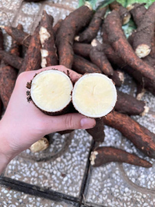 Yuca Limpia y Pelada Congelada, Yuca IQF Congelada en Vietnam, Yuca Tropica Congelada - Product Image 5