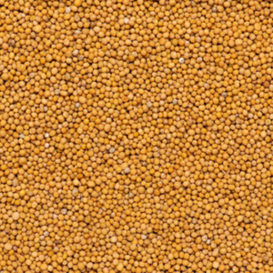 Épices de moutarde jaune de qualité supérieure de haute qualité AD graines de moutarde entières séchées crues vente directe d'usine acheter des graines de moutarde - Product Image 2