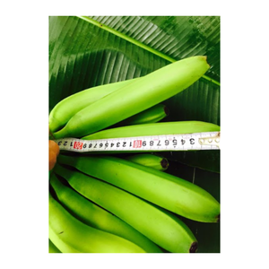 Plátanos frescos al por mayor de Vietnam-Alta calidad, sabor natural, adecuado para los mercados de exportación-Perfecto para exportar - Product Image 6