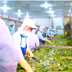Bebida de Aloe Vera VINUT de 500 ml con Sabor a Mango, Venta al por Mayor, OEM/ODM, Envío Global - Product Image 6