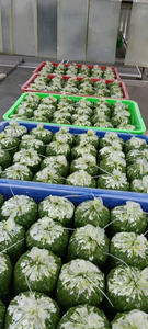 ใบมันสำปะหลังแช่แข็งคุณภาพดีจากเวียดนาม พร้อมปรุง สะอาด สำหรับผู้ซื้อต่างประเทศ - Product Image 5