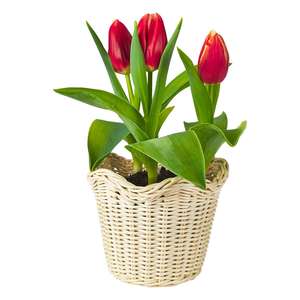 ตะกร้าหวายขนาดเล็กธรรมชาติสีสันสดใสสำหรับงานแต่งงานคริสต์มาสอีสเตอร์ฮาโลวีนจากโรงงานเวียดนาม - Product Image 3