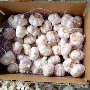 <span class=keywords><strong>Ajo</strong></span> Fresco Premium Blanco Puro 5.5cm Estándar de Exportación a Rusia - Product Image 1