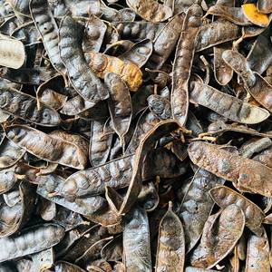 Langostas negras secas de excelente calidad al por mayor miel natural Gleditsia sinensis langostas - Product Image 6