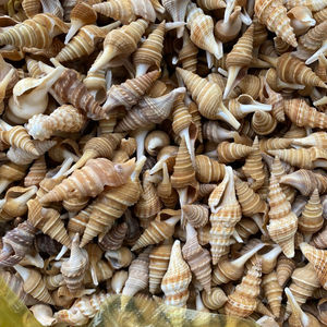 เปลือกหอยเปลือกหอยเปลือกหอยสีน้ำตาลขัดเงาจากเวียดนาม - Product Image 4