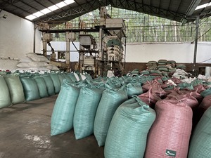 Lo más vendido en Vietnam 550 Gl Mc/FAQ Pimienta negra Hierba Nutritiva Especias picantes Calidad de exportación al mejor precio WS + 84 865216698 - Product Image 3