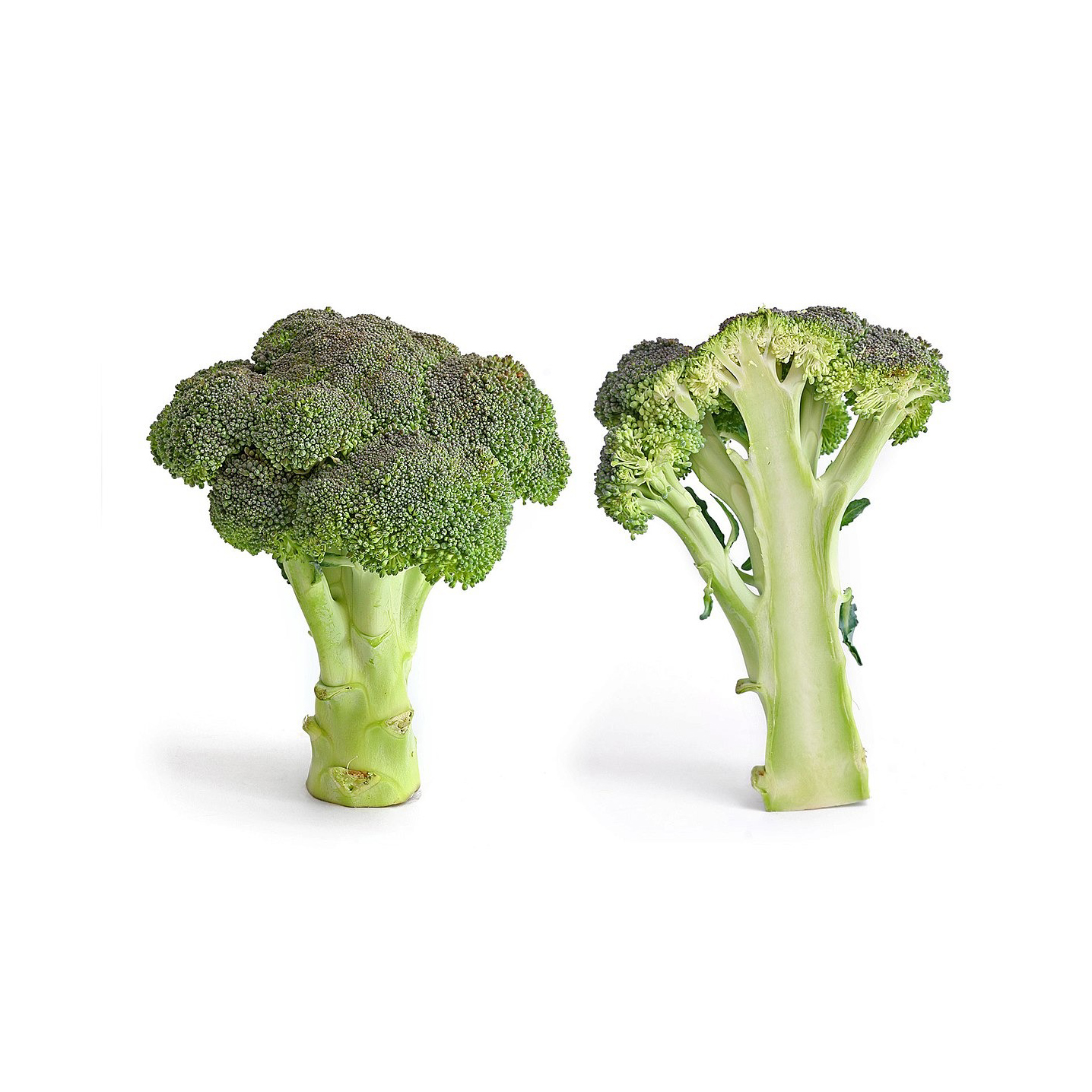Bulk fresh broccoli for commercial kitchens supermarkets and food service companies