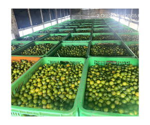 Suministro al por mayor a granel de puré de Calamansi congelado Vietnam 100% puré aromático Natural exportación listo para batidos jugos fruta para untar - Product Image 5