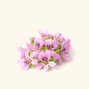 Aceite Esencial de Geranio Rosa 100% Puro, Grado Terapéutico y Cosmético, para Hidratar la Piel, Aspecto Líquido - Product Image 2