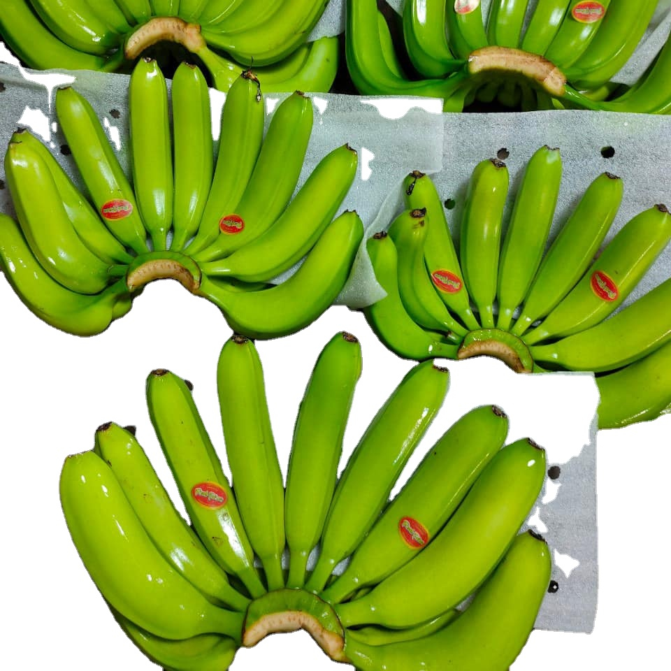 Banana verde fresca y prémium de exportación, granja de Vietnam, grupo de bananas