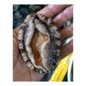Abalone frais de qualité supérieure, préparé pour les offres en gros - Product Image 4