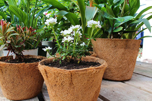 Eco2go Vietnam - Macetas Biodegradables y Sostenibles de Fibra de Coco, Macetas para Flores, Macetas para Plantas - Product Image 2