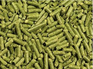 Fabricantes y exportadores al por mayor de pellets de Moringa de alta calidad con alto contenido de proteínas utilizados como alimento para animales del sur de la India - Product Image 6