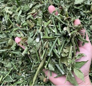 Planta Herbaria Tradicional de Vietnam Clinacanthus Nutans / Hierba de Hierba de Serpiente Seca al por Mayor - Product Image 5