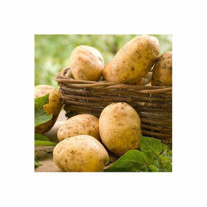 Patatas frescas orgánicas más vendidas, requisitos al por mayor personalizables, precio barato disponible - Product Image 4