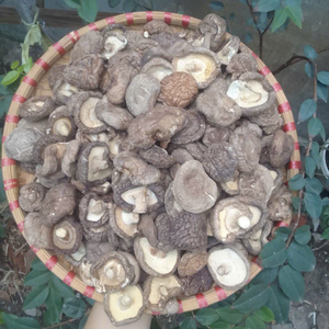 CHAMPIGNONS SHIITAKE SÉCHÉS DU VIETNAM/SÉCHÉS AU SOLEIL/APPROVISIONNEMENT EN VRAC/CHOIX D'INGRÉDIENTS SAINS - Product Image 1