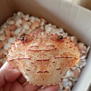 Conchas de cangrejo secas de gran venta para decoración de interiores y uso agrícola, incluida la alimentación animal - Product Image 2