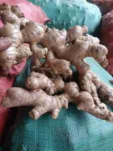 Gingembre frais de bonne qualité avec une longue durée de conservation emballé dans un sac ou une boîte en filet adapté à une utilisation alimentaire à l'exportation ou aux commandes en gros - Product Image 6