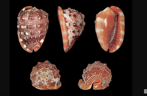 Material de Concha Marina Premium de Vietnam, Cypraecassis rufa, Casco Rojo, para Decoración Costera, Manualidades Creativas y Detalles Interiores Elegantes - Product Image 3