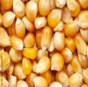 Granos de Maíz Amarillo Orgánico de Alta Calidad |   Alimentos No Transgénicos de Grado Alimenticio |   Venta al por Mayor de Sémola de Maíz a Granel para la Industria Alimentaria y Alimentación Animal - Product Image 1